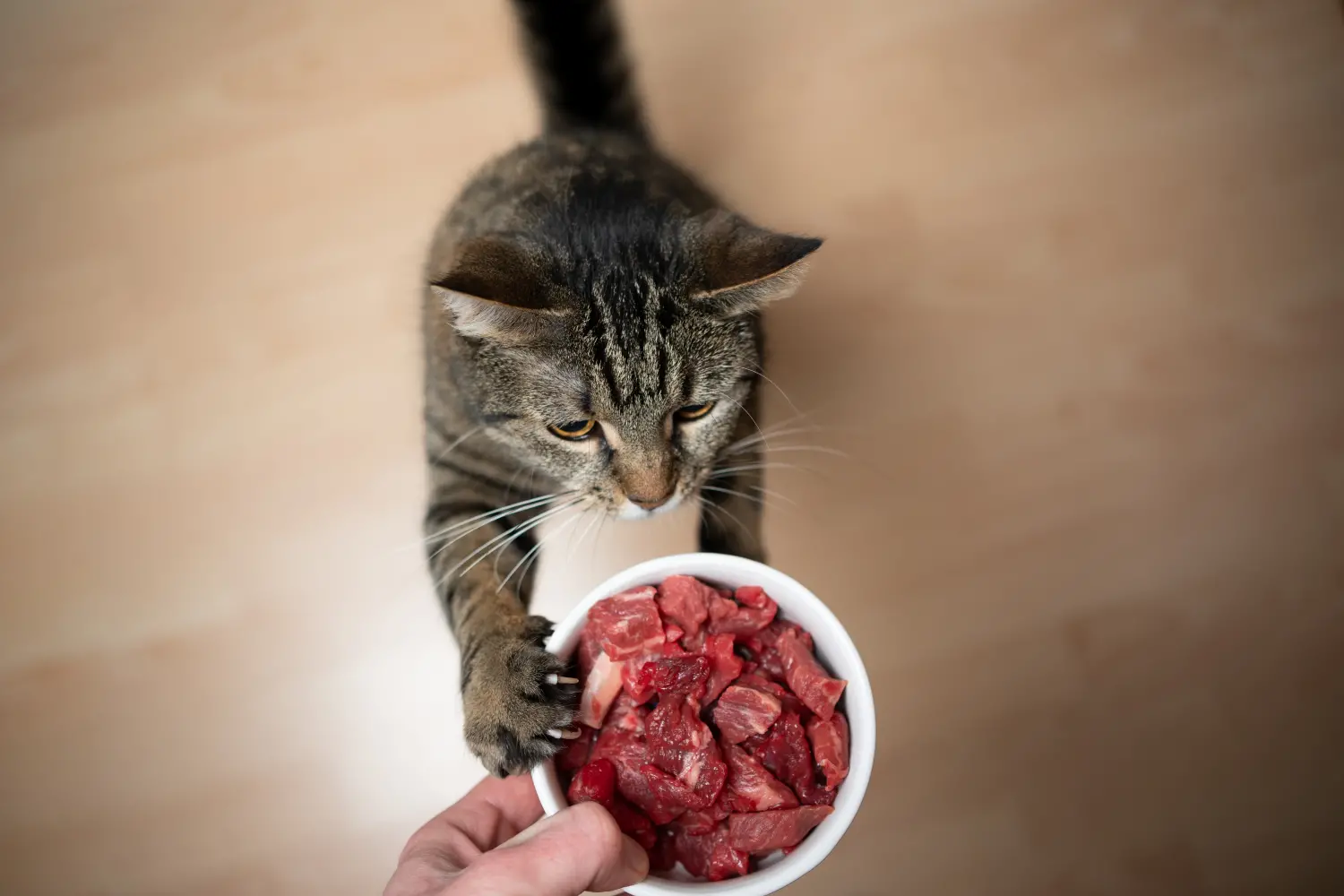 Best cat food outlet for